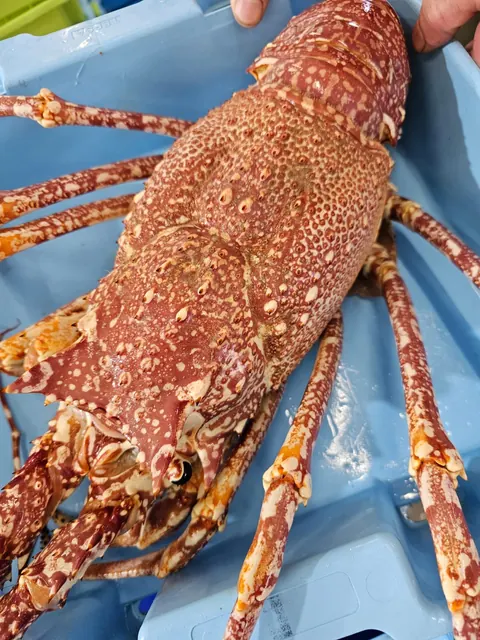 Langosta fresca